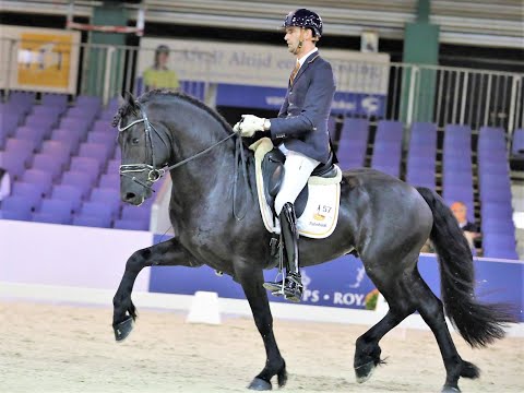 Zane, Friesian Horses for sale https://www.blacksterlingfriesians.com questions? 415-272-2112