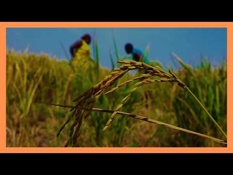 Farmers begin rice harvest at revived Ondago Swamp