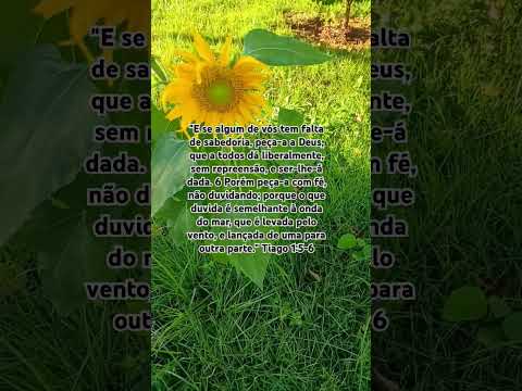 Se Algum De Vós Tem Falta De Sabedoria (onde Encontrar A Paz?) - Hinos Sud