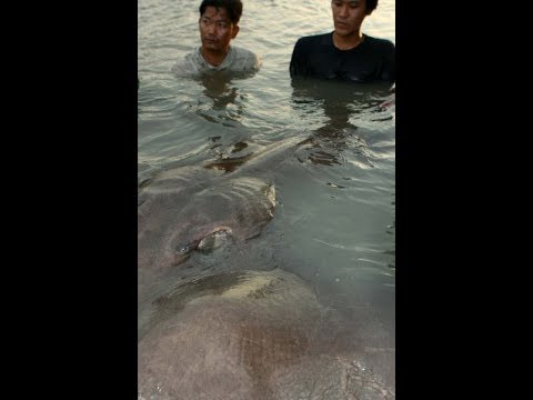 Wild Chronicles: Giant freshwater stingray