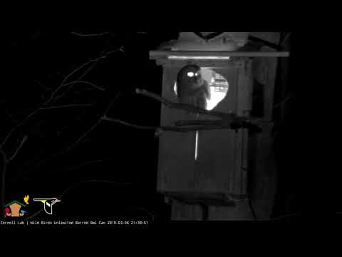 Dual-cam View Of Incredible Hooting Session On Barred Owl Cam – March 6, 2019
