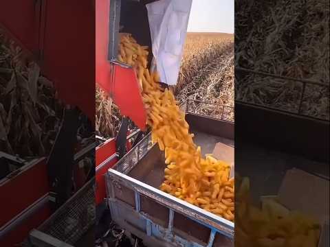 Advanced Corn Harvester – Faster & More Efficient Harvesting!"#CornHarvester #ModernFarming