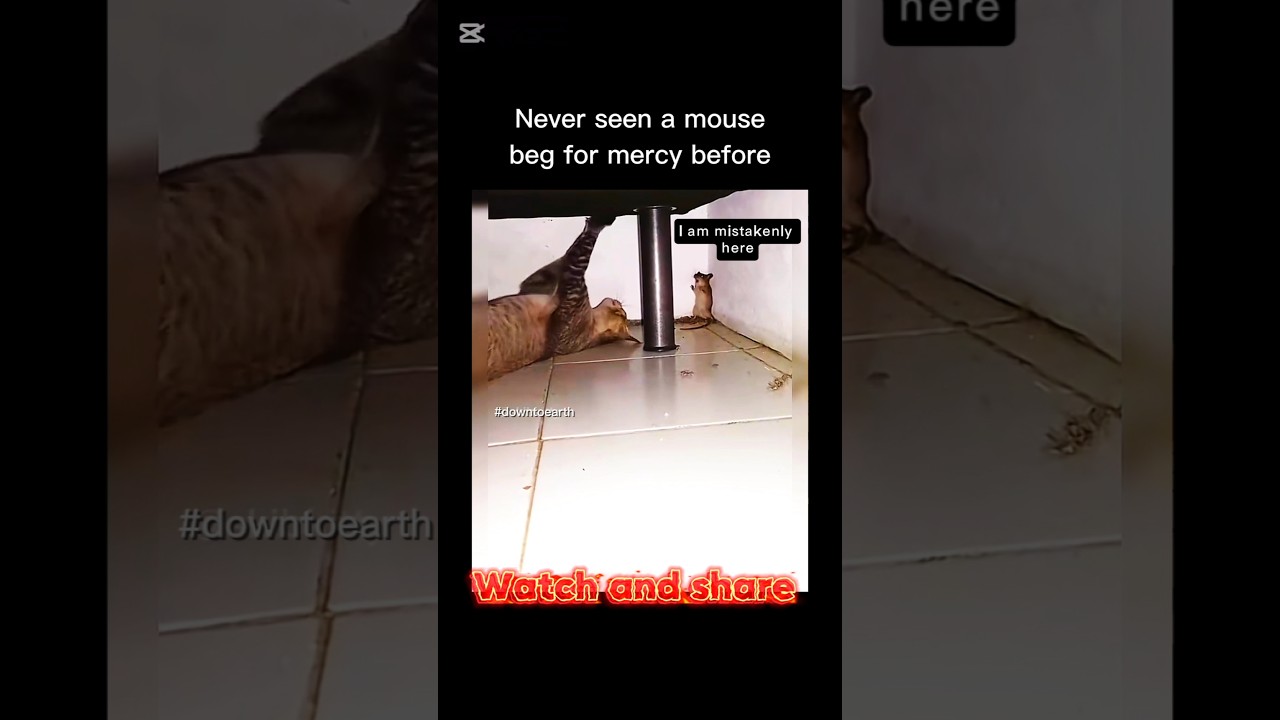 I've never seen a mouse like this ##funnyvideo #trendingshorts  #catvideos #cat #catlover #ytshorts