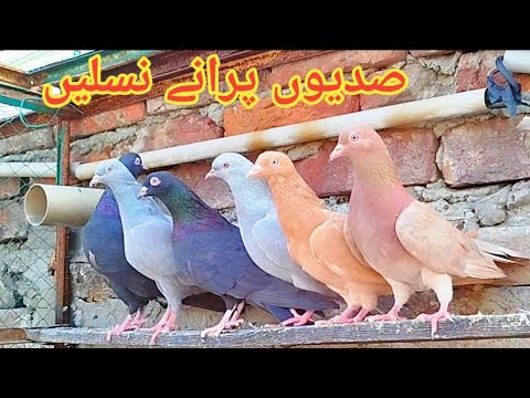 surkhy tamry kabootar || bicho kamager kabootar || zakh kabootar || @amjadaliofficial528
