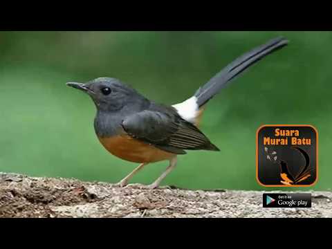 download lagu mp3 mp4 Murai Batu Betina, download lagu Murai Batu Betina gratis, unduh video klip Download Murai Batu Betina Mp3 dan Mp4 Music Gratis