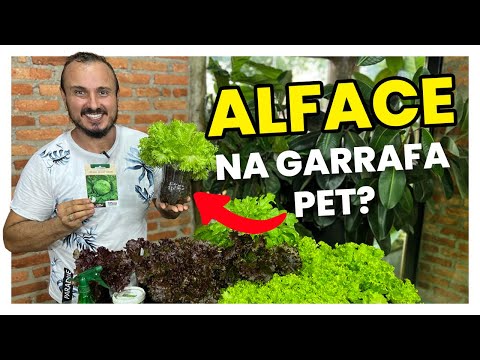How to have LETTUCE ALL YEAR ROUND by growing it in a PET bottle