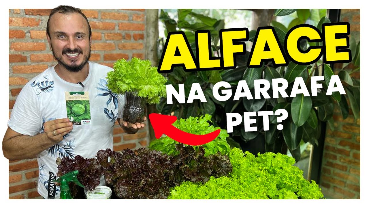 Como ter ALFACE O ANO INTEIRO cultivando na garrafa PET