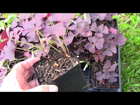 Explosive Ember Pepper Growing From Seedling Through The Summer