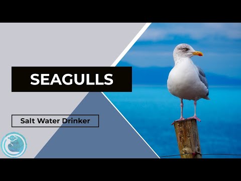 Episode 20: Seagulls - Salt Water Drinker