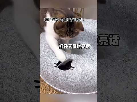 🏆 😱 Pisicuța a ocupat noul pat! Ce s-a întâmplat apoi a fost amuzant 😹🛏️#scurtvideo.