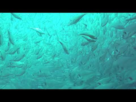 , title : 'ים פתוח חקלאות ימית - 360  - Open Sea Aquaculture'