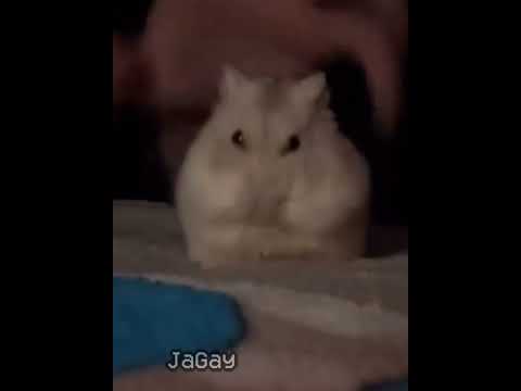 half life (0.6.1) (no effort) #halflife #halflife1