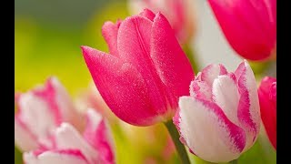 André Rieu - Nightingale Serenade (Toselli&#39;s Serenade)