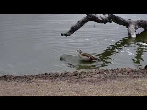 Djuma: Egyptian Goose pair - 06:52 - 10/09/18
