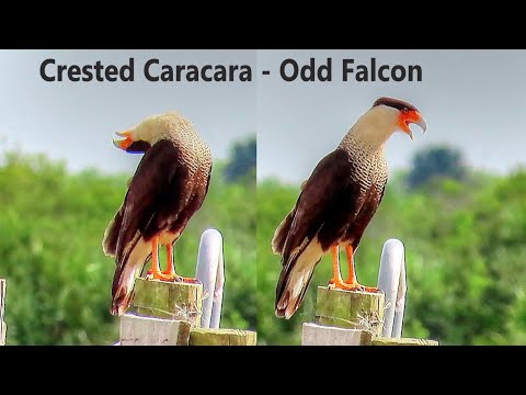 Caracara plancus Crested Caracara call