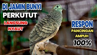 Download lagu Perkutut Lokal GACOR suara KECIL cepat RESPON pancingan ampuh Perkutut DI jamin Bunyi  mp3 Download lagu Perkutut Lokal GACOR suara KECIL cepat RESPON pancingan ampuh Perkutut DI jamin Bunyi  mp3