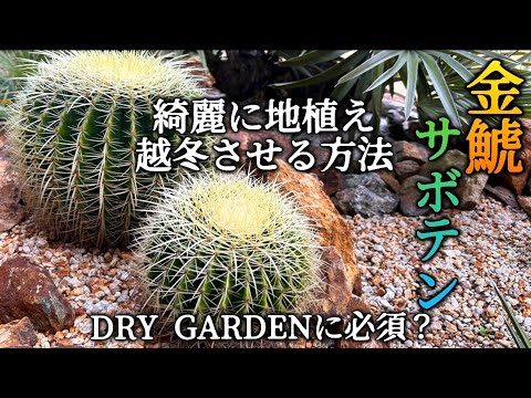ハリネズミ サボテン 屋外の花 マゼンタ ドライ ガーデン Echinocereus engelmannii