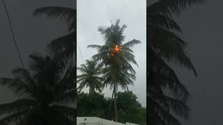 Download lagu Petir menyambar pohon kelapa hingga terbakar🌋 mp3