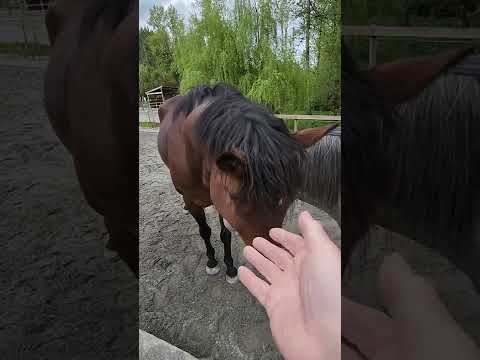 Hanging Out With These 5 Horses #shorts