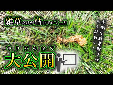 広い場所の除草方法は？雑草を完全かつ迅速に除去する 4 つの自然な方法  庭園