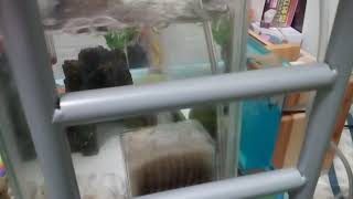 蟻ちゃん動画蟻がついに巣を作り始めました！