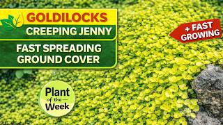 Goldilocks Creeping Jenny 🌿 Fast Spreading Ground Cover Plant