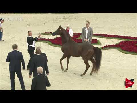 N 343 ASCOT DD   Sharjah International 2019