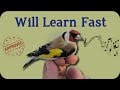 Make Your Birds Learn This European Goldfinch Singing