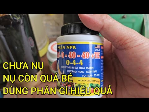 🔴 QBS23450 - CÁC BIỆN PHÁP KÍCH NỤ MAI VÀNG NHANH LỚN | TẠO NỤ CHO CÂY MAI VÀNG MIỀN BẮC NHANH LỚN