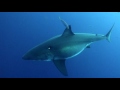 Island of the Mega Shark: The Biggest Great White Ever Filmed