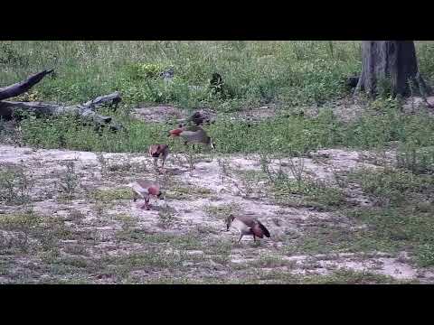 Djuma: Egyptian Geese - 145:26 - 11/27/2022