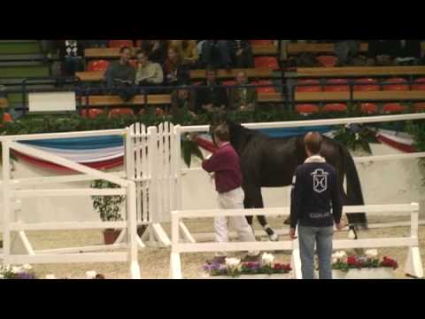 Körung du Holstein 2008 : Quantas