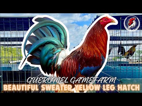 Beautiful Sweater Yellow Leg Hatch | GUEROMEL GAMEFARM