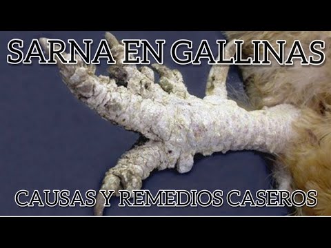 , title : 'SARNA EN GALLINAS CAUSAS Y REMEDIO CASERO'