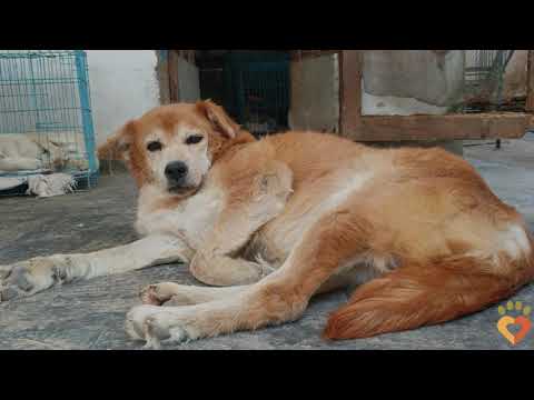 Help 40 rescues a month with a Recurring Donation