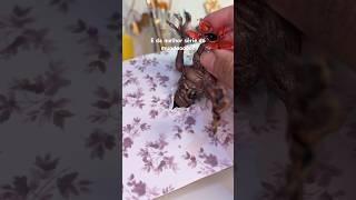 Eu faço muitas coisas que vocês gostam de ver. 😍 #biscuit