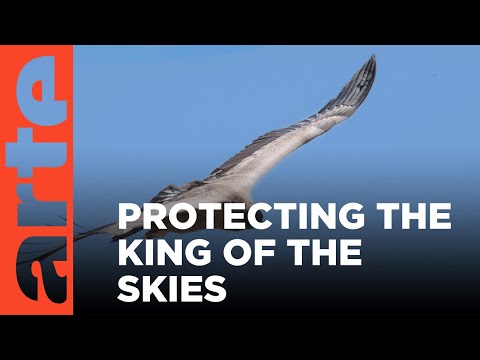 Argentina: Saving the Condor | ARTE.tv Documentary