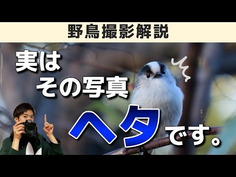 カラフルな鳥の特徴と写真 -
