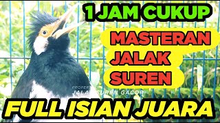 Download lagu Jalak Suren Malam Hari Gacor Full Isian Tembakan Mewah Cililin Tengkek Buto mp3
