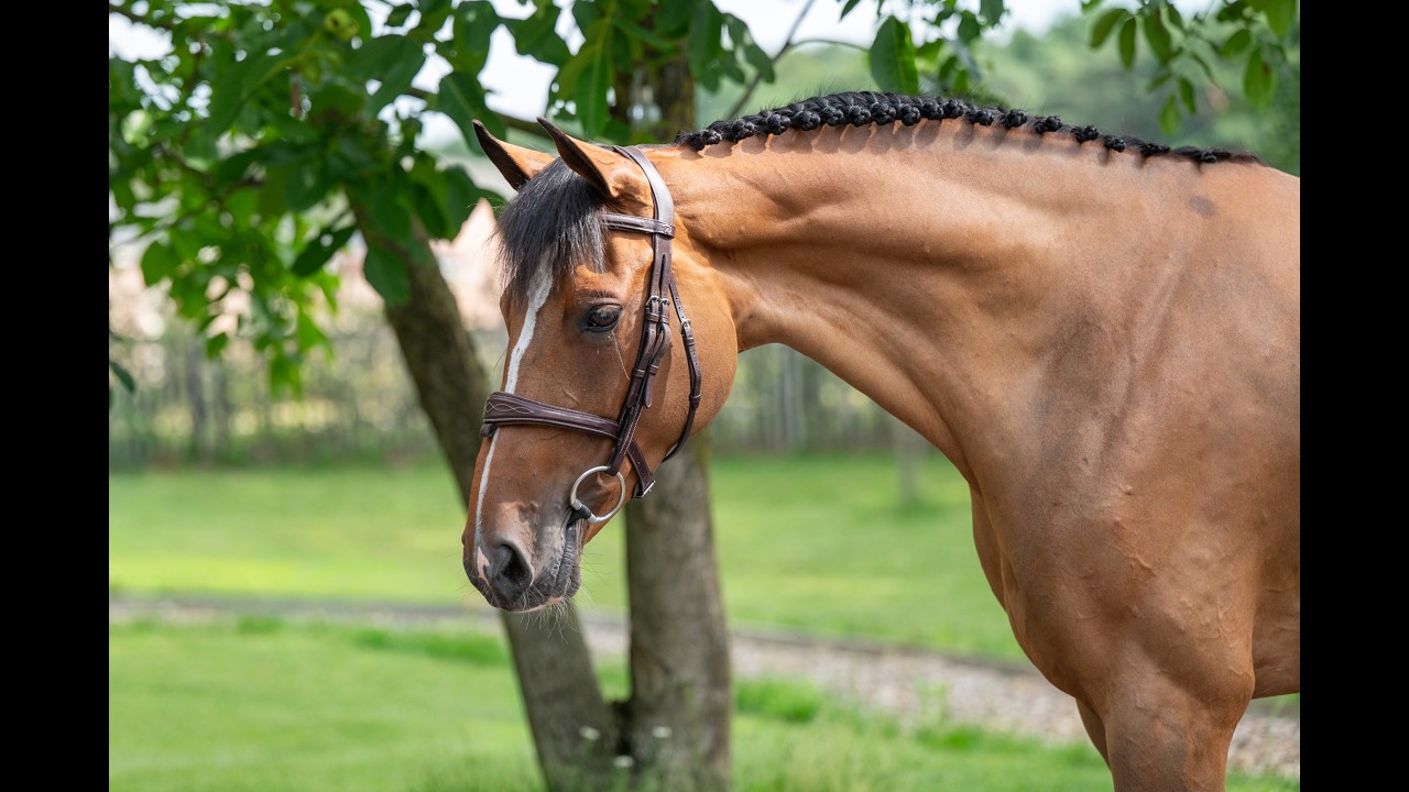 Thalassa KGL (HOOCH DK x CARSON ASK) video 5