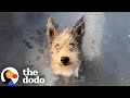 Woman Rescues A Blind Dog While On Lunch Break The Dodo
