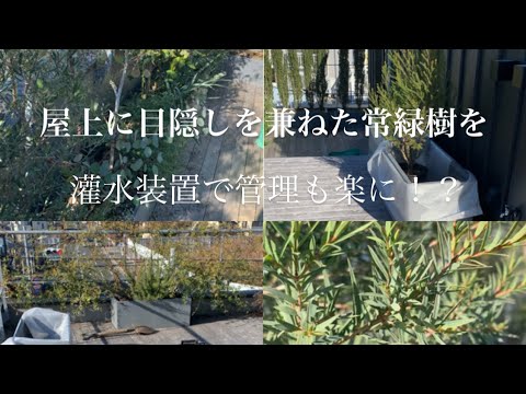 バルコニー、小さな庭、屋上テラス用の花と植物  庭園