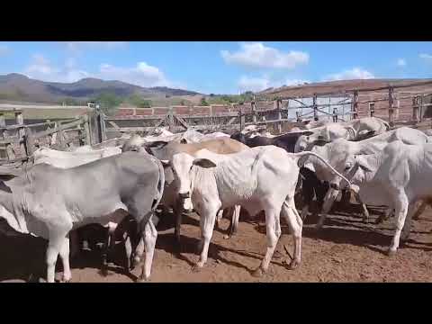 34 Garrotes: 2.900 reais cada em Borborema/ Paraíba. Whatsapp 84 99810 2784*#gado #fazenda #boi 
