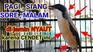 Download lagu kicau suara cendet gacor ARECARE pancingan burung pentet malas bunyi JADIKAN gacor NYAUT SEKETIKA mp3 Download lagu kicau suara cendet gacor ARECARE pancingan burung pentet malas bunyi JADIKAN gacor NYAUT SEKETIKA mp3