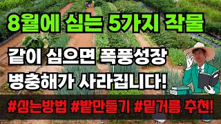 8월에 심는 텃밭 작물 같이 심으면 폭풍 성장하는 5가지 작물 추천