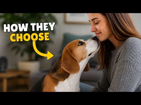 How Dogs Choose a "Favorite" Human? (The Science Behind It)
