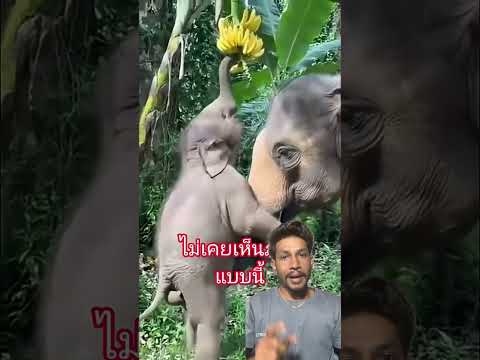 Hatti kera khana yesto garyo #trending #ownvoice #elephant #satisfying #animals