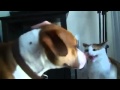Gato Karateka