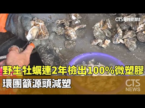 野生牡蠣連2年檢出100%微塑膠　環團籲源頭減塑