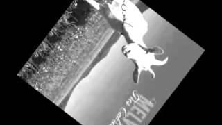 Melvins - Dogs And Cattle Prods